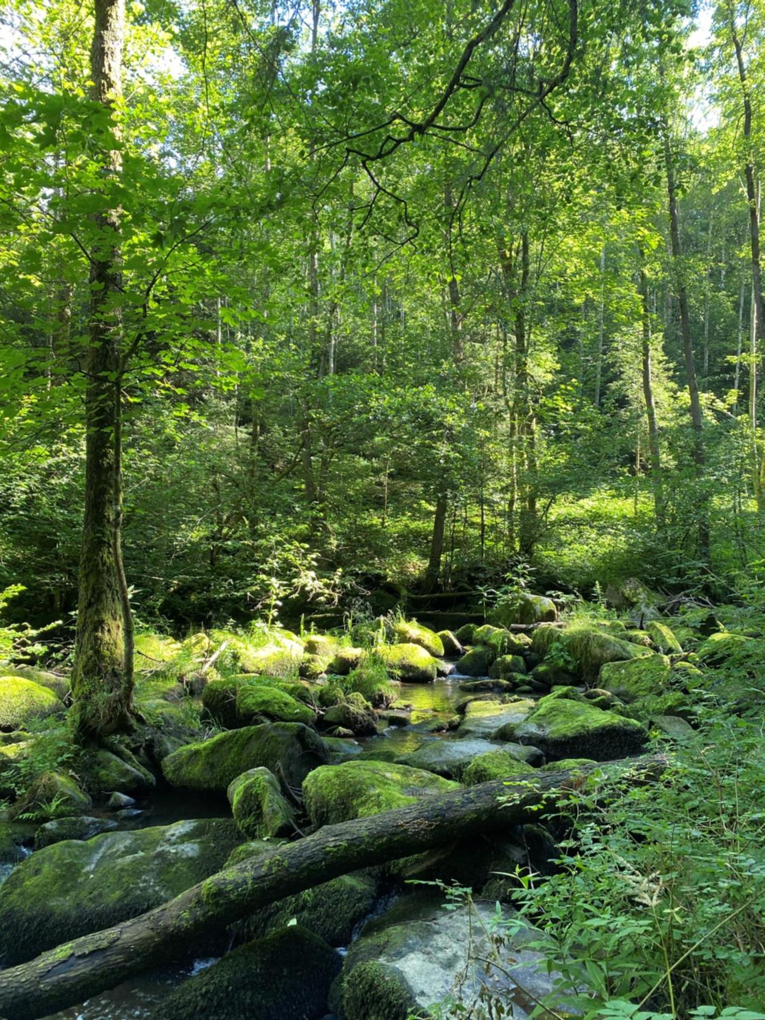 Ferienwohnung Zauberwald Waldkirchen Exterior foto